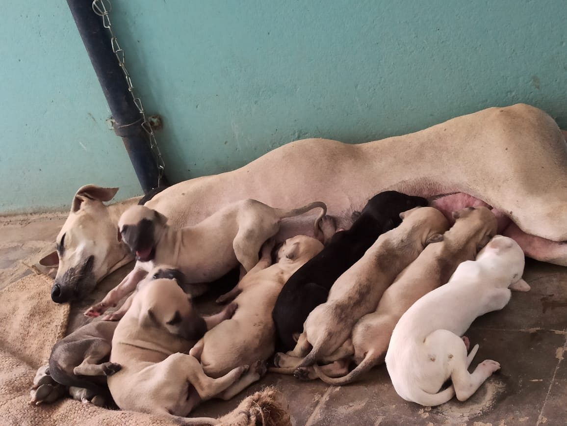 Native breed puppies available