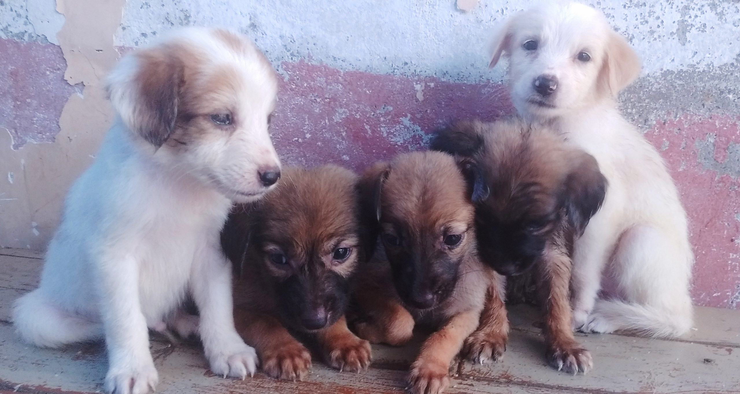 New born babies .call directly to 9640959776. Available at any time.