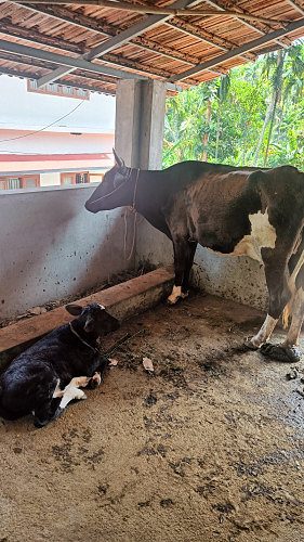 New Cow and male Calf