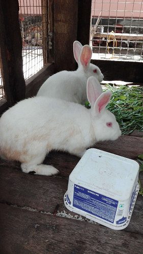 Newzealand white male rabbit for sale 