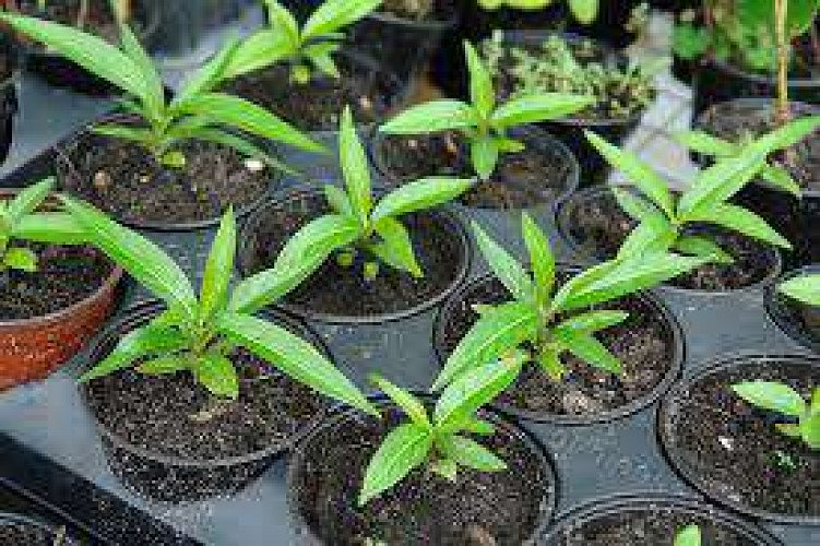 Noni Plants for Sale