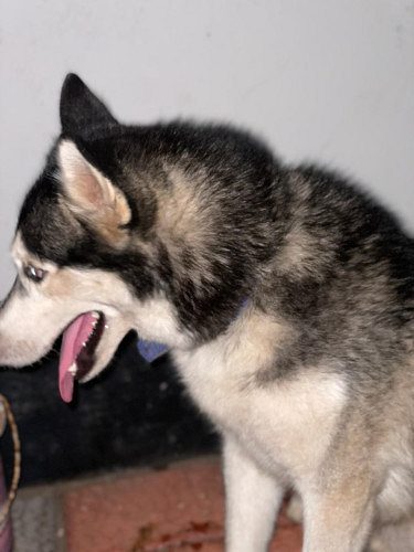 8 old month husky for sale