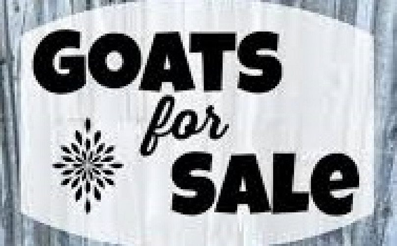 ONE MONTH MALE GOATS FOR SALE-KOTTAYAM