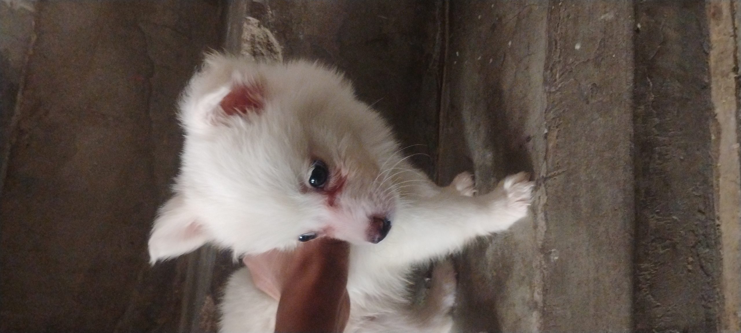 Ongrinal Pomeranian puppies breed