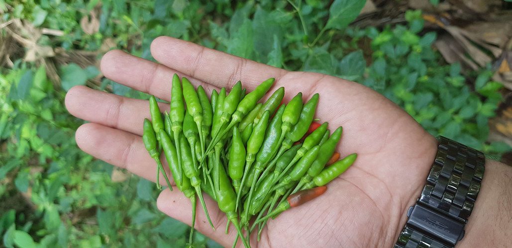 Organic Kanthari Mulak 