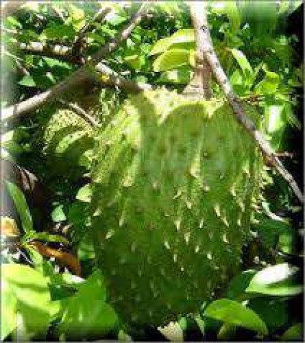 Organicaly Grown Mullatha or Soursop