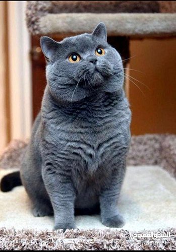 Orginal british short hair