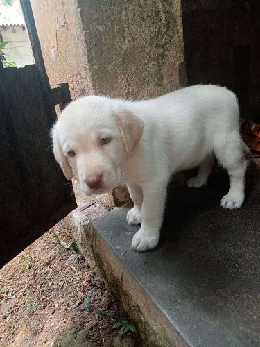 Original Breed Labrador Puppy