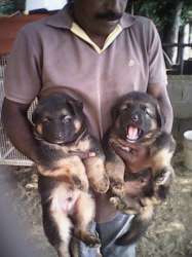 Original GermanShepherd Puppies for