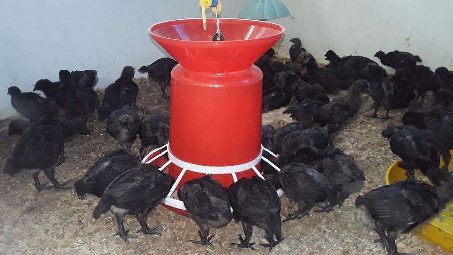 Original Kadaknath Karimkozhi for sale in Kollam