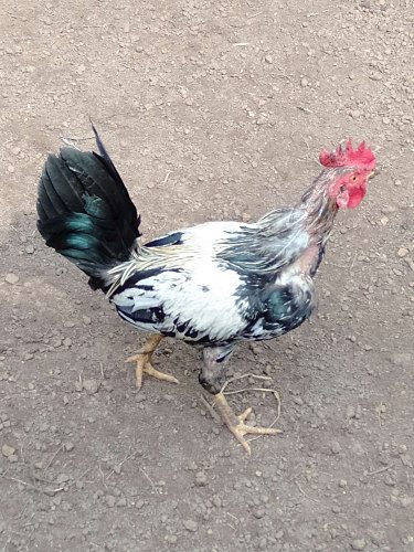 Original Nadan poovan kozhi for sale