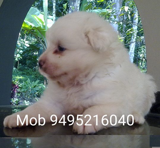 Original Pomeranian Male and Female Puppies for Sale in Kottayam Kerala