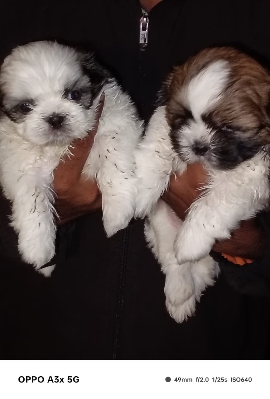 Original Shih Tzu puppies