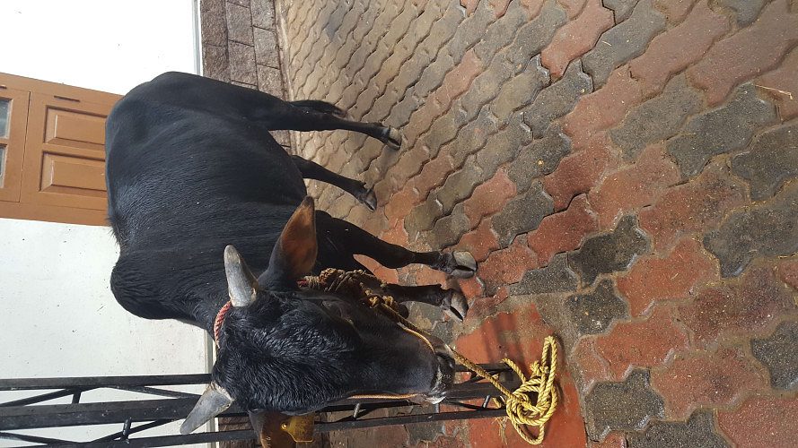 Original Vechoor Bull