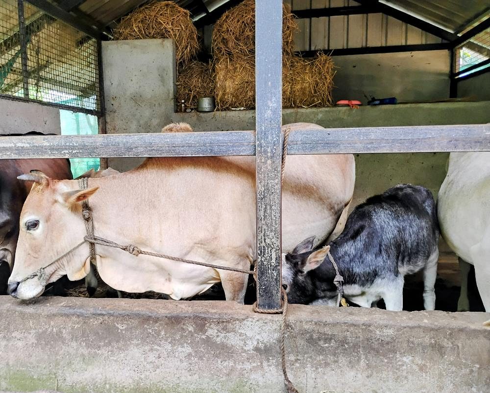 Original Vechur Cows & Calves – Rare Kerala Heritage Breed for Sale