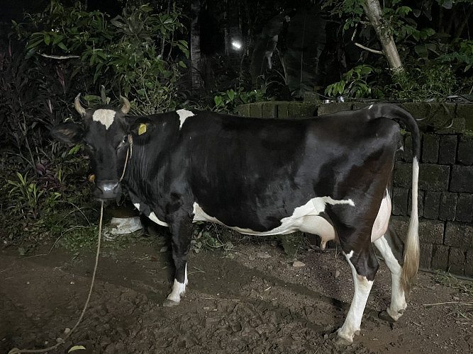 പശു വില്പനയ്ക്ക്