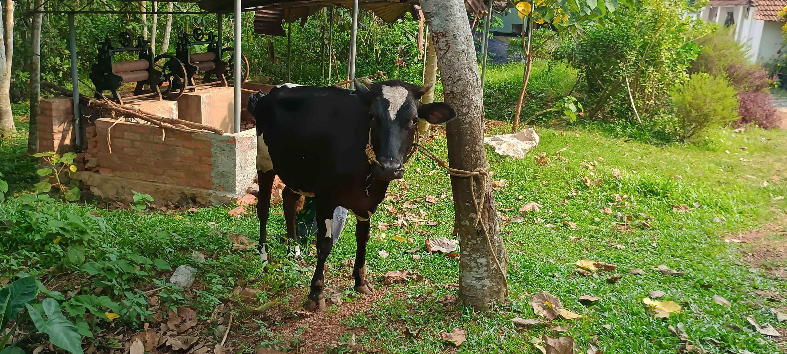 പശക്കുട്ടികൾ