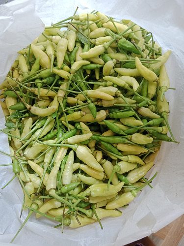 വെള്ള കാന്താരി