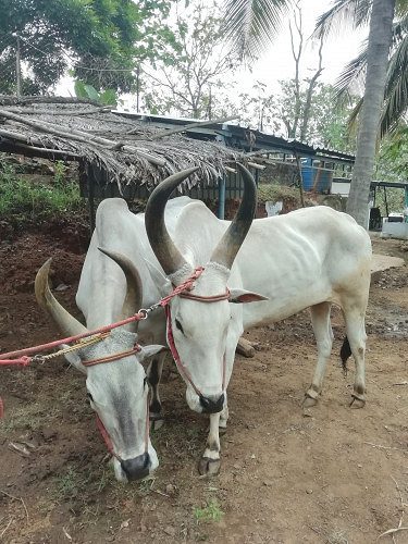 Oxen pair for sale