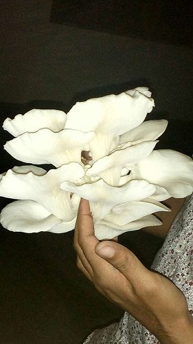 Oyster Mushrooms 
