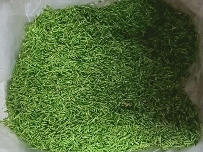 Pacha Kanthari mulak