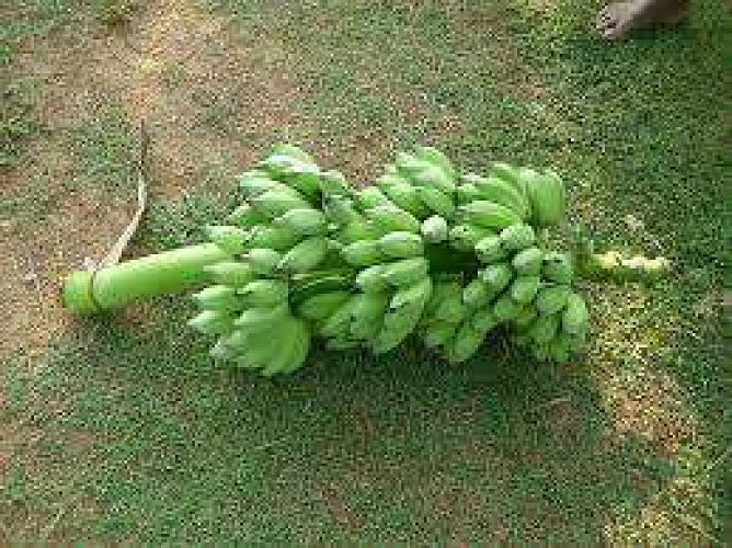 Palayankodan/ Vazhakula