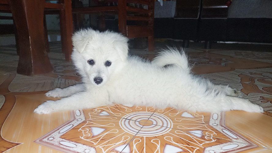Pamolean pure white puppy for sale in Ambajogai