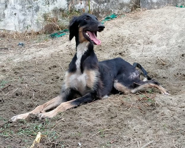 Pashmi (Indian Saluki) puppies available @ Kochi, Kerala