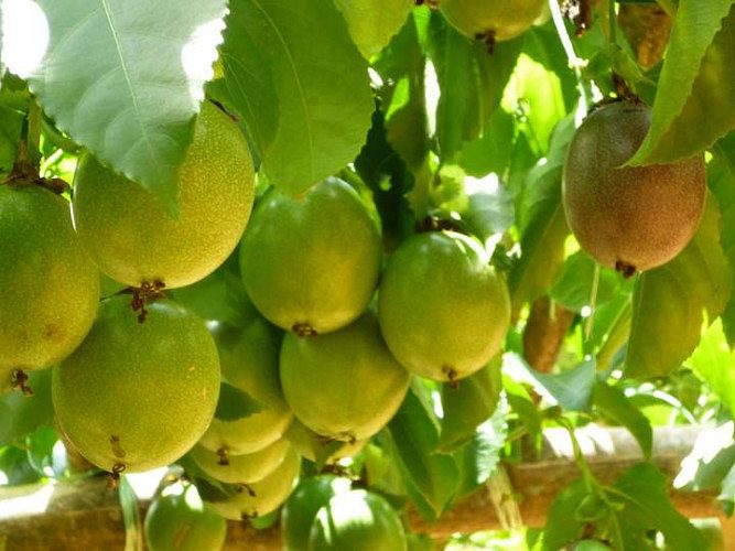Passion Fruit for Sale