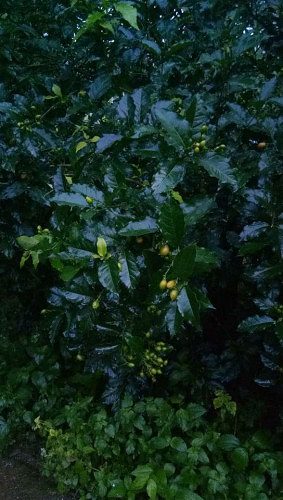 Peanut butter fruit plants