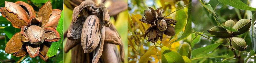 Pecan Tree Plantation: An Opportunity for Farmers and Investors