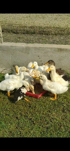 Pekin duck