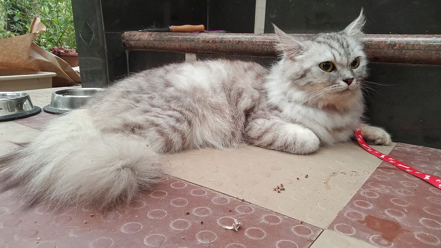 Persian cat for sale