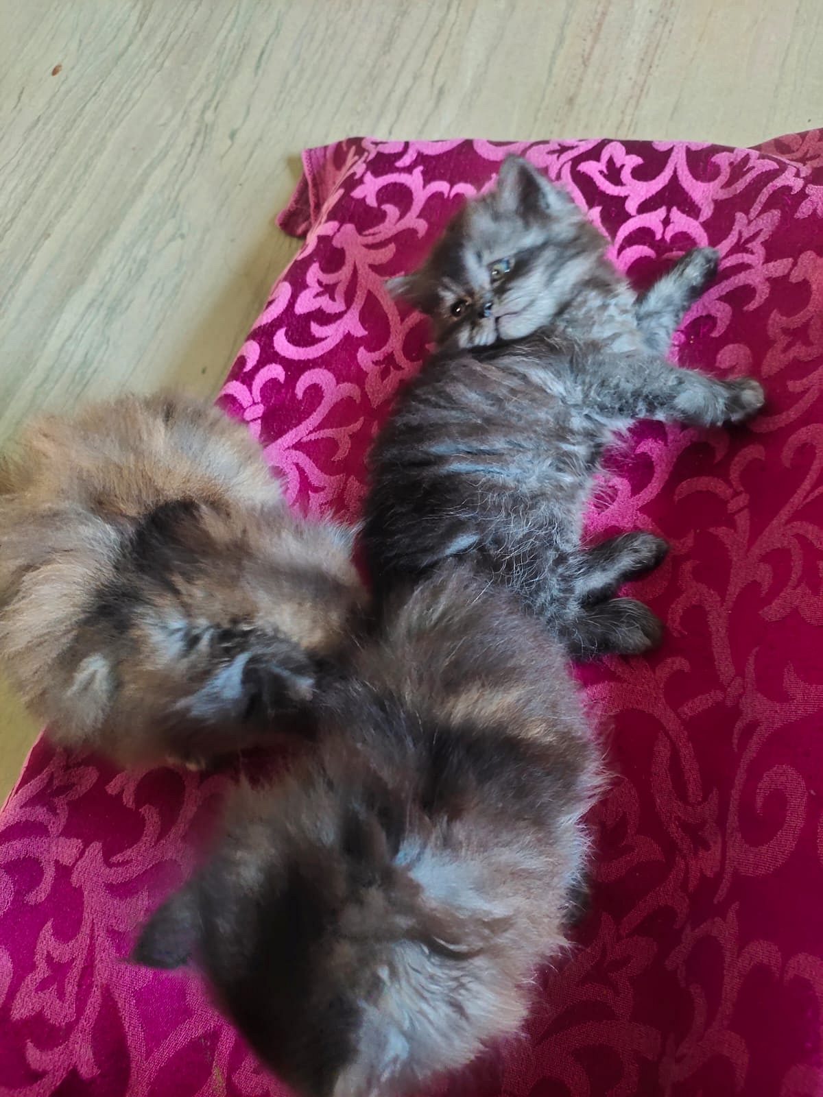 Persian cat's