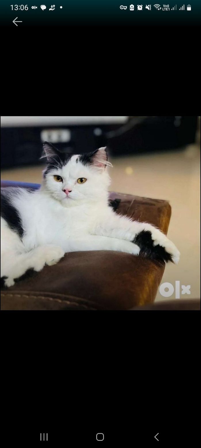 Persian cat