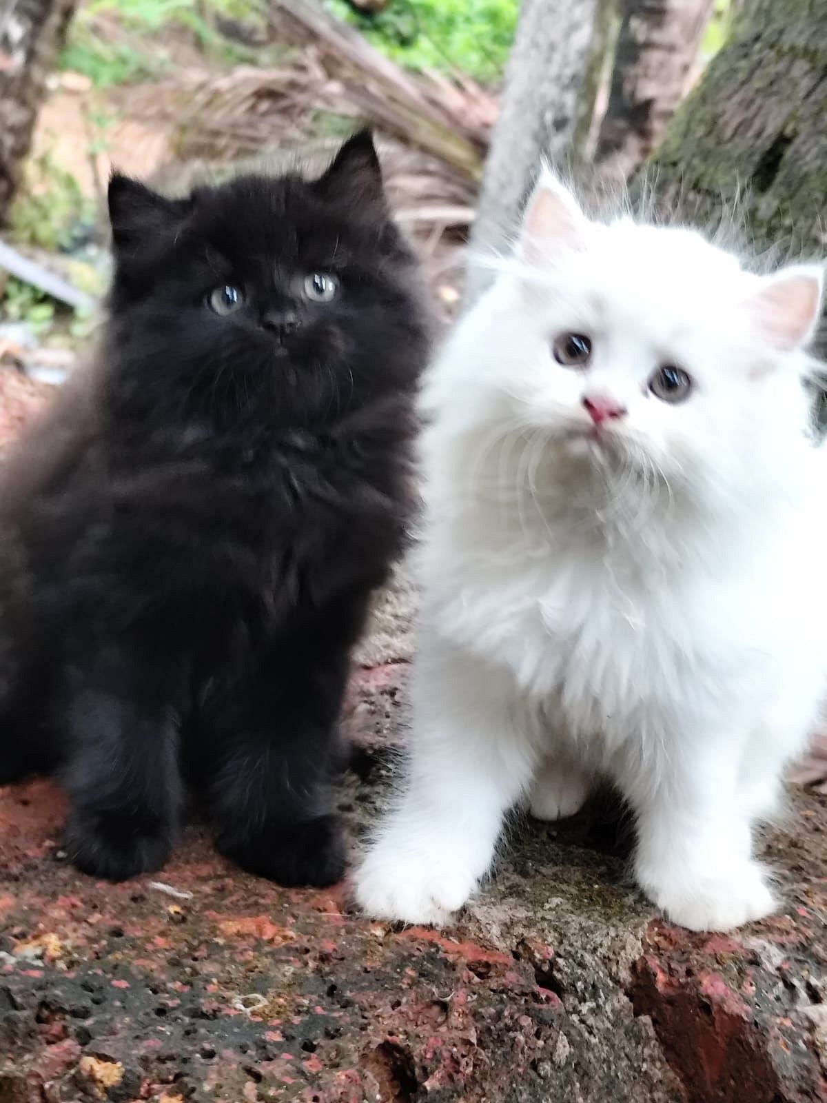 Persian cat