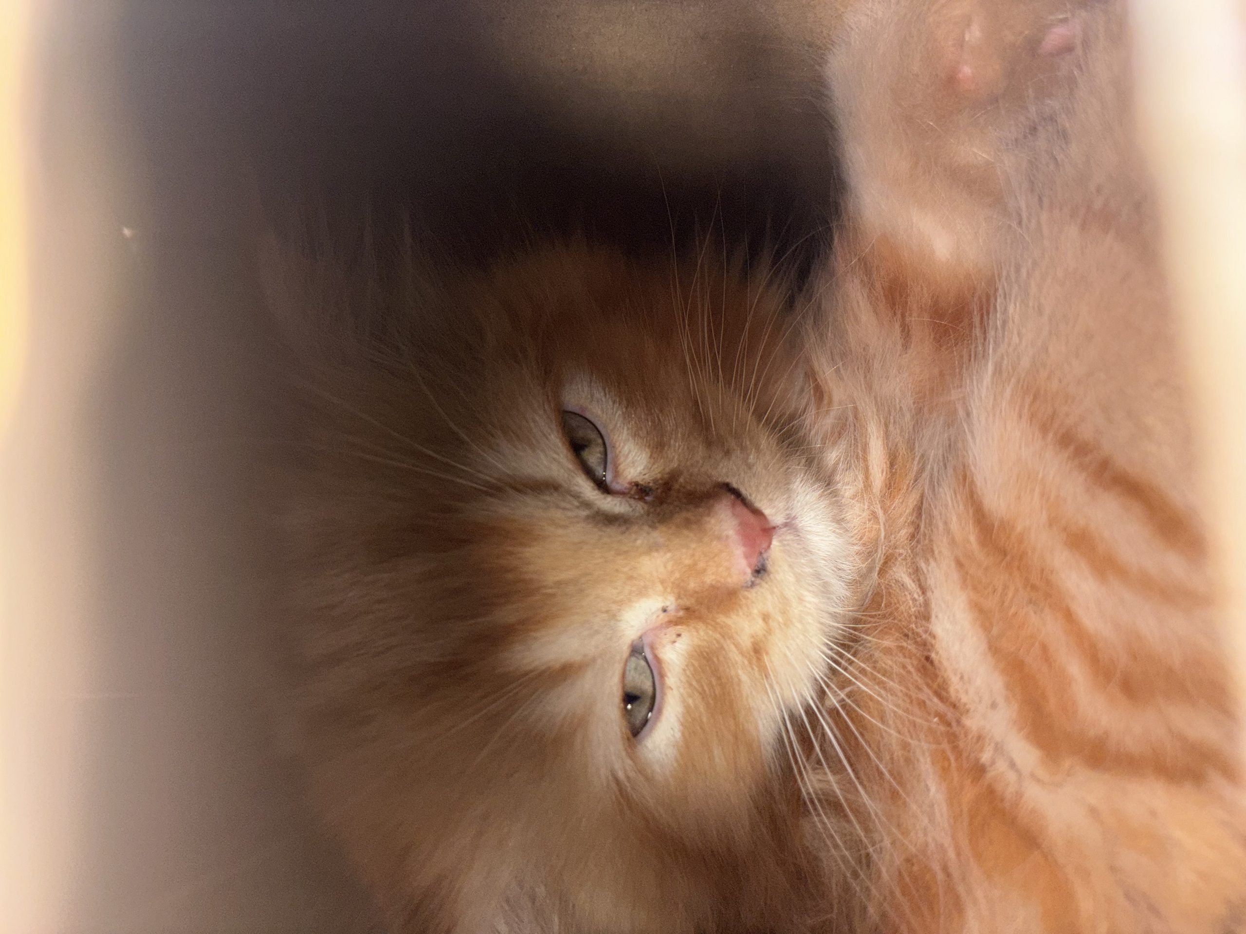 Persian cat