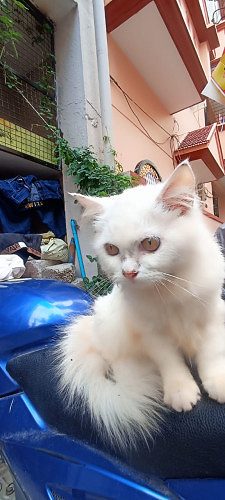 Persian Cat