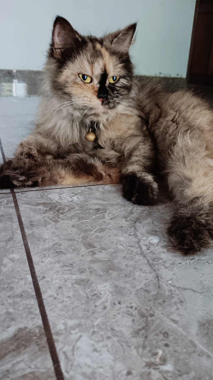 Persian cat