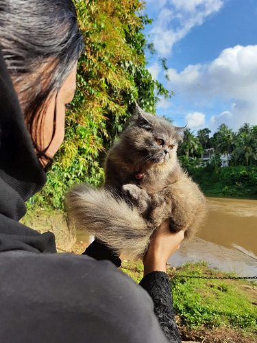 Persian cat