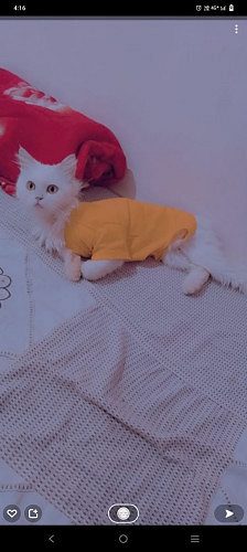 Persian cat for sale