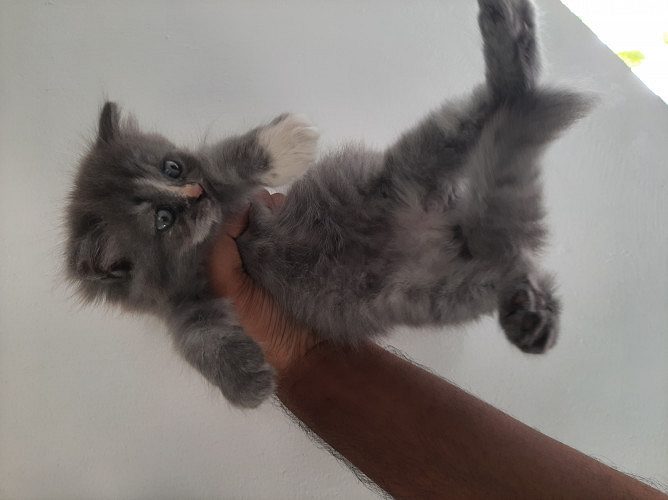 Persian cat