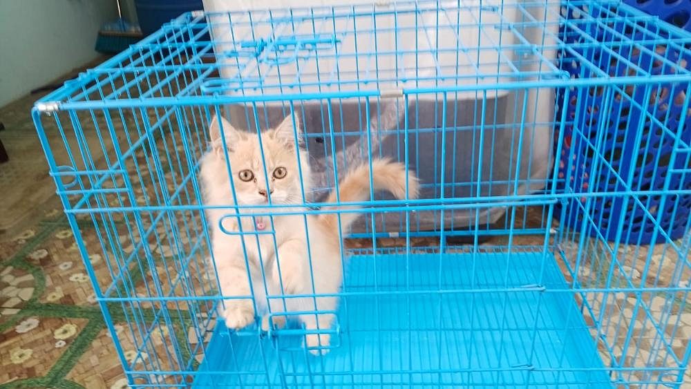 Persian cat