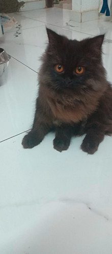 Persian cat