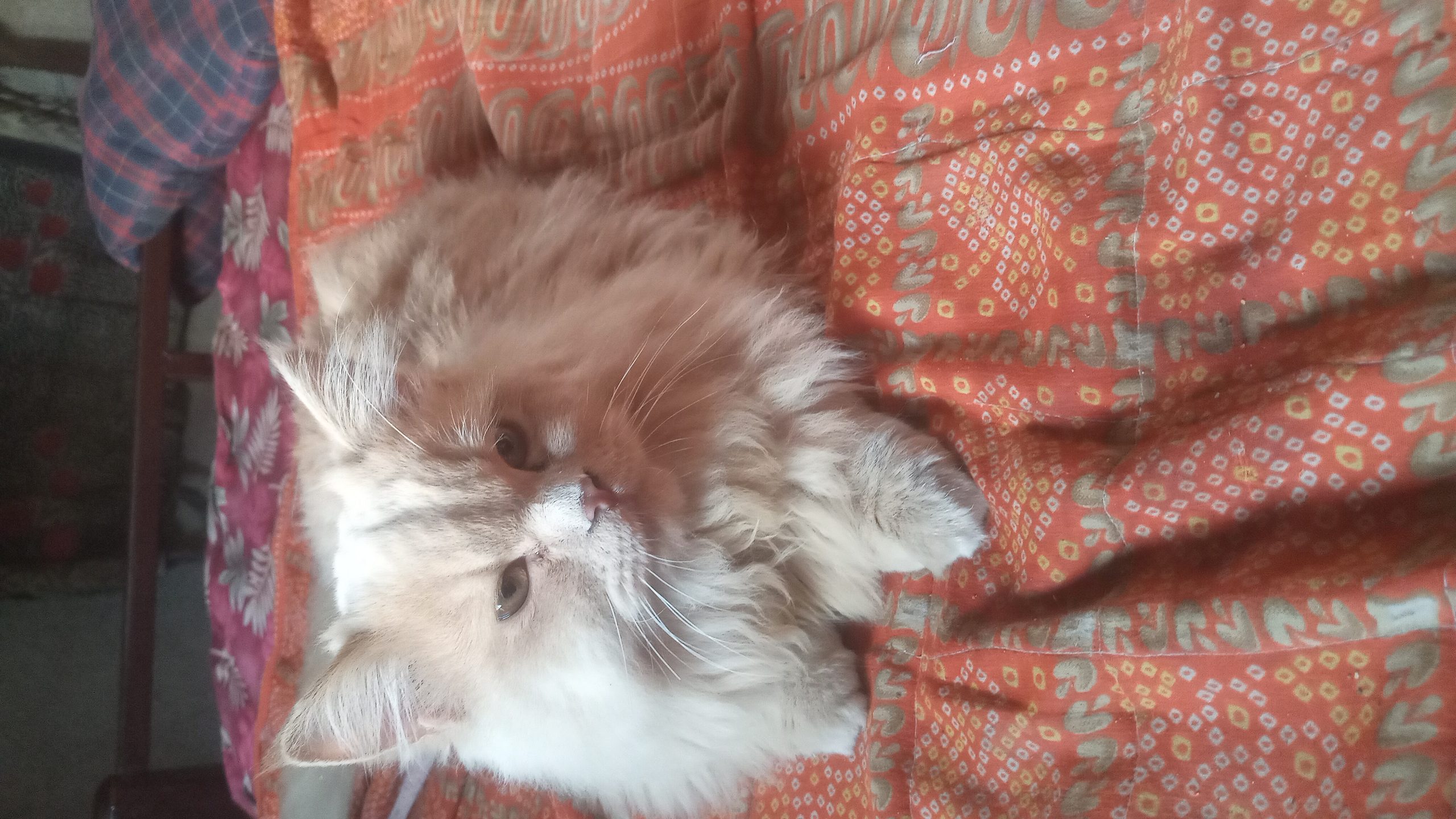 Persian cat