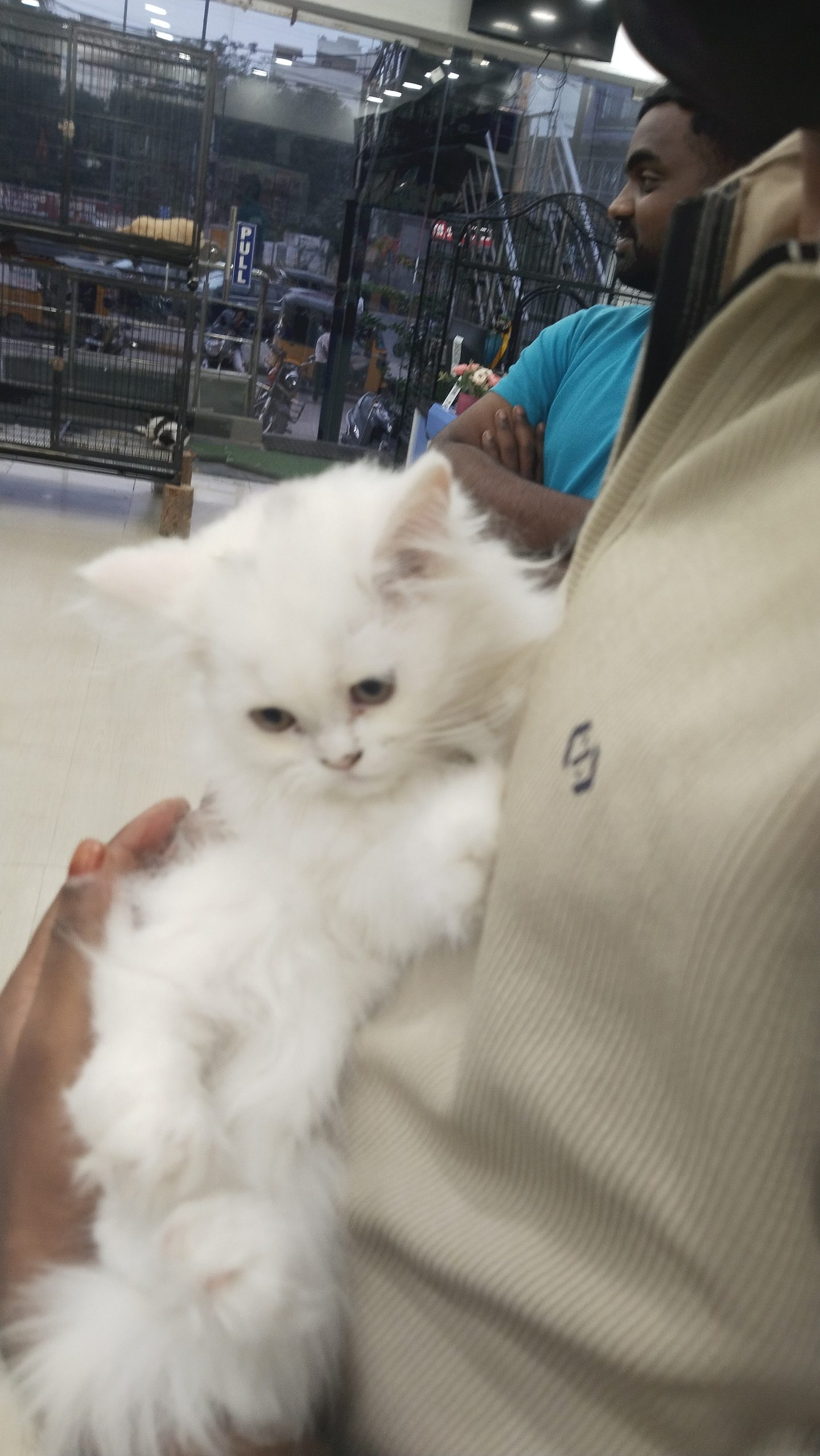 Persian cat