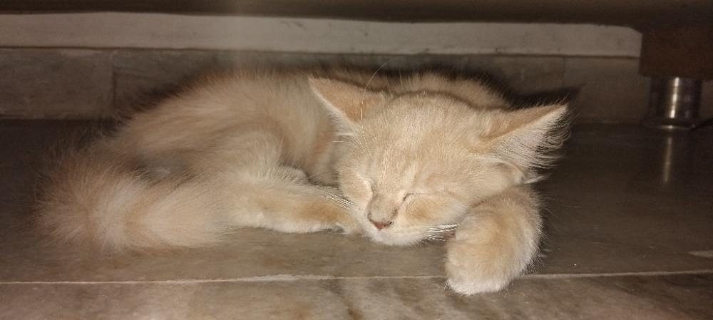 Persian cat