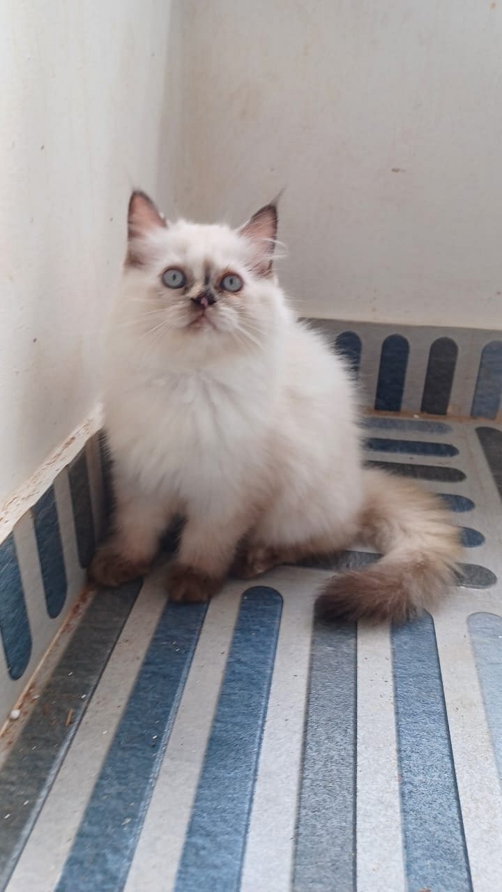 persian cat for sale