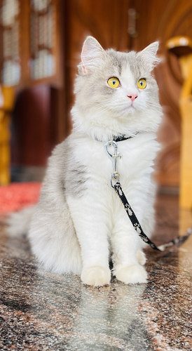 Persian cat