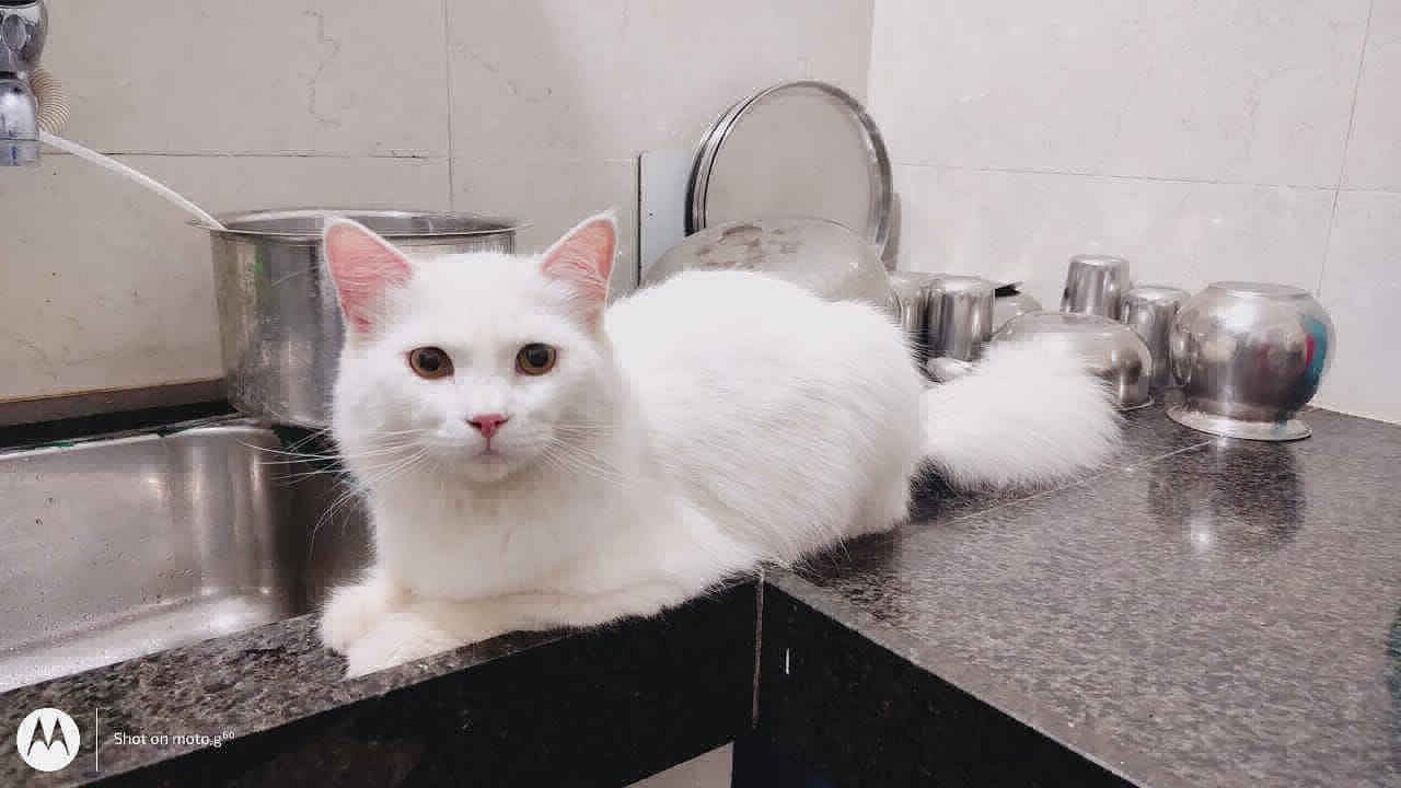 Persian cat